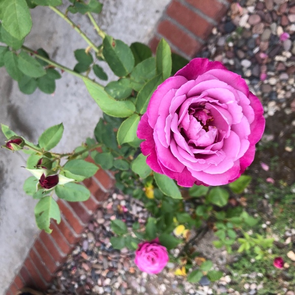 rhger8